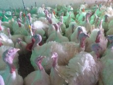  مواد شیمیایی کشاورزی | کود کود مرغی