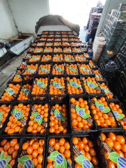  میوه | پرتقال تامسون صادراتی