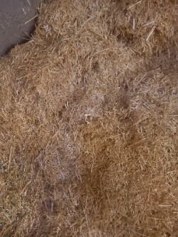 دامپروری | کاه کاه گندم نرم برای گوسفند