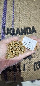  نوشیدنی | قهوه دان سبز قهوه اوگاندا