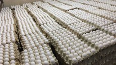 مواد پروتئینی | تخم مرغ تخم مرغ سفید