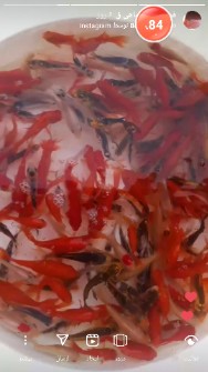  مواد پروتئینی | ماهی ماهی قرمز زینتی