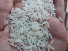  غلات | برنج برنج خوشپخت