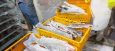  مواد پروتئینی | ماهی فرآوری ماهی قزل آلا