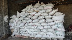  غلات | برنج شلتوک برنج سرخه ، زمین کشت اول صحنه کرمانشاه