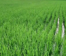  غلات | برنج برنج ایرانی شمال گیلان