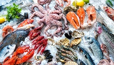  مواد پروتئینی | ماهی ماهی میگو بوشهر