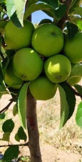  بذر و نهال | نهال سیب زرد3ساله، پیوندی پایه رویشی،مالینگ.