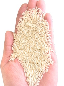  غلات | برنج برنج طارم هاشمی کشت دوم