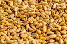  غلات | گندم گندم ایرانی