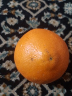  میوه | پرتقال تامسون خونی