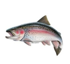 مواد پروتئینی | ماهی ماهی سالمون