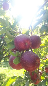  میوه | سیب سیب قرمز