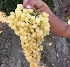  بذر و نهال | نهال تمام ارقام نهال انگورهای ایرانی