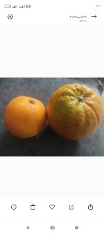  میوه | پرتقال خونی تامسون