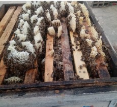 دامپروری | عسل جنگلی طبیعی