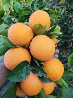  میوه | پرتقال والنسیا