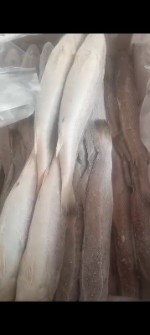  مواد پروتئینی | ماهی ماهی شوریده