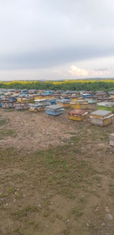  دامپروری | عسل عسل طبیعی چهل گیاه ییلاق مشگین