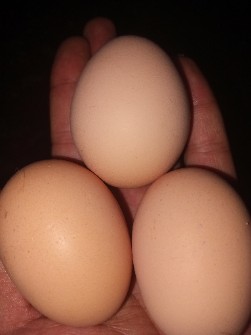  مواد پروتئینی | تخم مرغ محلی اصلی