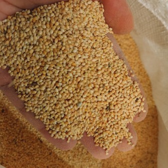  بذر و نهال | بذر ارزن ایرانی
