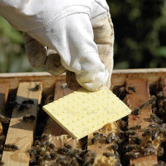  دامپروری | عسل نوار کنه واروا زنبورعسل