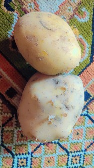  صیفی | سیب زمینی بامبو صادراتی