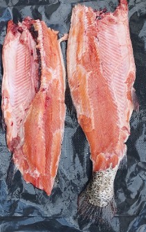  مواد پروتئینی | ماهی ماهی سالمون