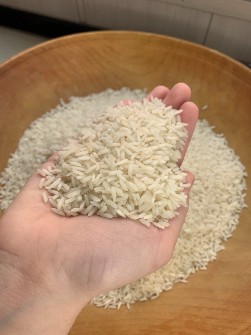  غلات | برنج برنج شالیزارهای شماله ایران با ضمانت کشته 2