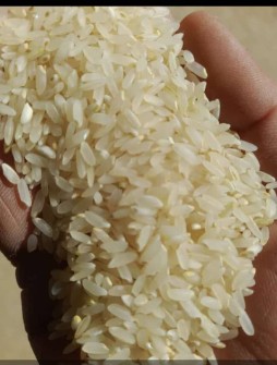  غلات | برنج کامفیروزی عطری درجه یک