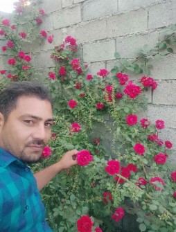  بذر و نهال | نهال گل محمدی