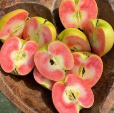  بذر و نهال | نهال سیب خونی در نهال سبزطلا