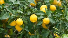  میوه | لیمو ترش لیموخارکی