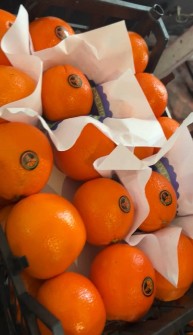  میوه | پرتقال تامسون درجه یک شمال