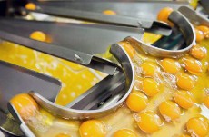  چاشنی و افزودنی | روغن خوراکی روغن زرده تخم مرغ