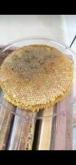 دامپروری | عسل عسل طبیعی با ساکارز 3 درجه 1 به شرط