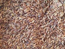  غلات | برنج شلتوک عنبربو
