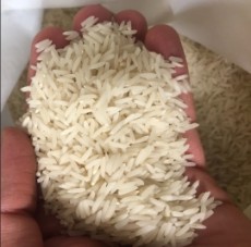  غلات | برنج برنج دم سیاه