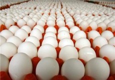  مواد پروتئینی | تخم مرغ تخم مرغ