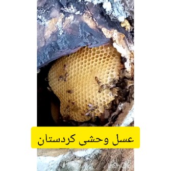  دامپروری | عسل عسل صد درصد طبیعی کردستان