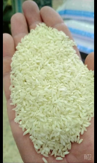  غلات | برنج برنج چمپا محلی میداوود تیغن رامهرمز