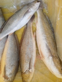  مواد پروتئینی | ماهی شوریده