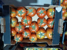  صیفی | گوجه گوجه صادراتی