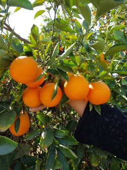  میوه | پرتقال تامسون والنسیا