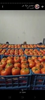  صیفی | گوجه گوجه گلخانه ای صادراتی