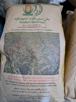  بذر و نهال | بذر سورگوم اسپید فید