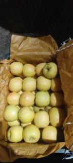  میوه | سیب سیب لبنان  قرمز و زرد