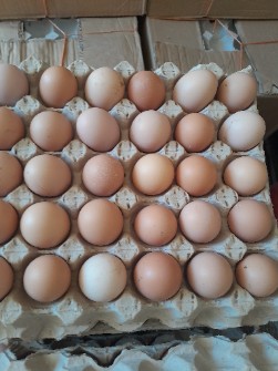  مواد پروتئینی | تخم مرغ گلپایگانی