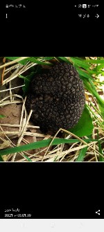  صیفی | قارچ ترافل سیاه