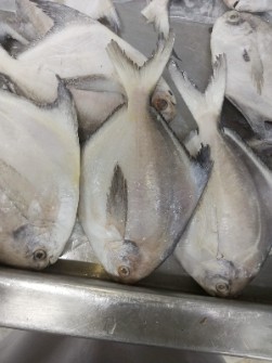  مواد پروتئینی | ماهی ماهی زبیدی  حلوا سفید